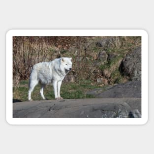 A lone Arctic Wolf Sticker